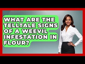 What Are The Telltale Signs Of A Weevil Infestation In Flour? - Insects and Invaders