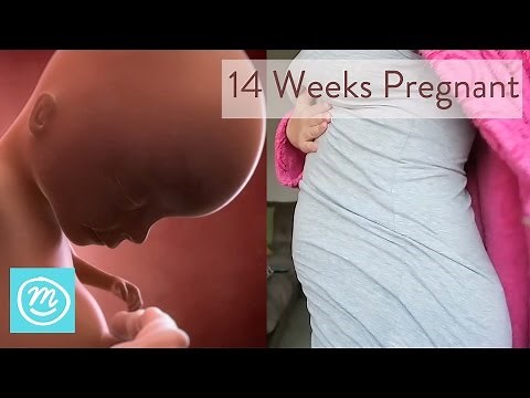 14 Weeks Pregnant: What You Need To Know - Channel Mum