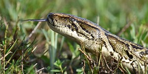 Here’s how you can hunt pythons, win up to $10,000 in Florida