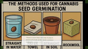 How to Germinate Cannabis Seeds – Real Grower Tips with Les