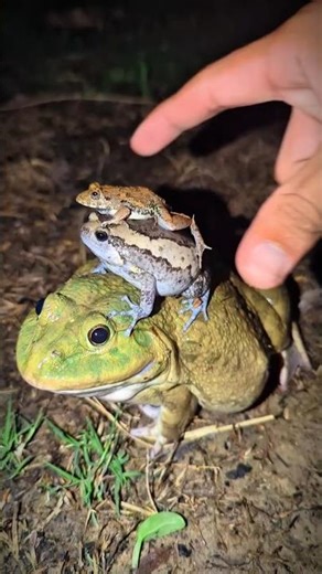 The three frogs laugh | All frogs are very funny | Boing Boing Funny Frogs hahaha