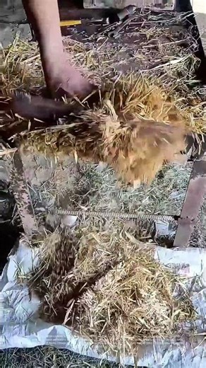 Farmers Cutting Hay into Small Segments with a Cutter