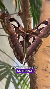 How to Tell the Gender of a Moth (Male vs. female); Moth and Butterfly Differences