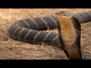 The King Cobra – The World’s Longest Venomous Snake