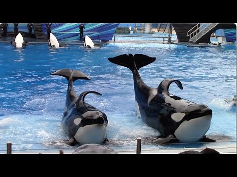 Orca Encounter (Full Show) at SeaWorld Orlando - January 17, 2021