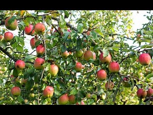 Easiest method to graft Apple tree 100% success | The best grafting techniques for Apples