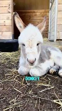 All about Miniature Donkeys