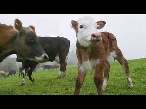 How to correctly tag calves