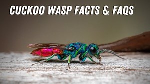 Cuckoo Wasp Identification, Facts, & FAQs (The Parasite Wasp!)