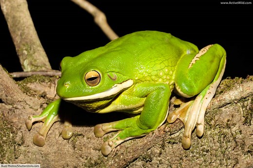White-Lipped Tree Frog / Australian Giant Tree Frog Facts, Pictures & Info