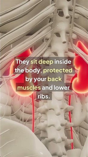 Where Are the Kidneys Located? | Urology In Plain Language