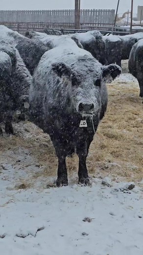80K views · 1.1K reactions | Yes it may be cold to you, but these cows are happy and content. #beef #cows #calves #cowboys #ranching #cow #ranch #cattle | 1HandnFarming | Facebook