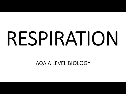 RESPIRATION - AQA A LEVEL BIOLOGY + EXAM QUESTION RUN THROUGH