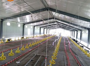Poultry Shed Design and Construction Plan Information | Agri Farming