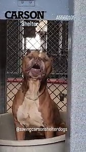 7.9K views · 259 reactions |  Rescued  A5560105 ✰ BENNY -6/12/23-...