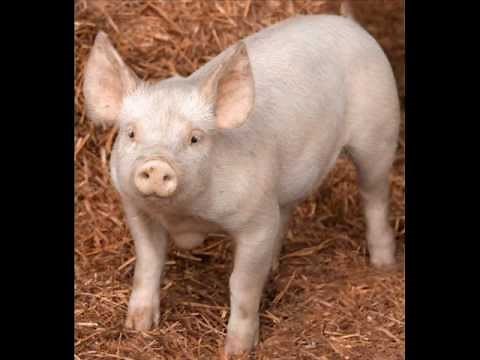 pig noise