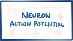 Neuron action potential: Video, Causes, & Meaning | Osmosis