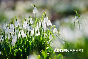 Snowdrops Guide: How to Grow & Care for “Galanthus”