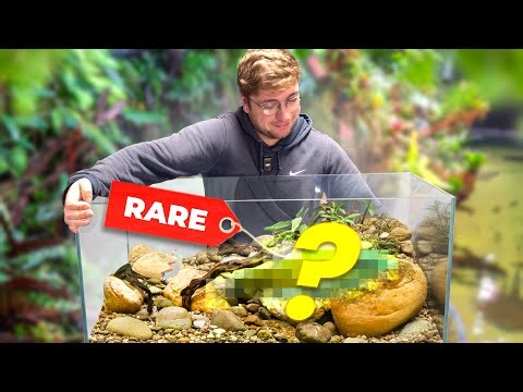 2000 km pour trouver un POISSON introuvable ! (Boutique Pays-Bas)