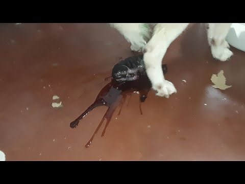 Siberian Husky Giving Birth - 4 New Born Siberian Husky Puppies