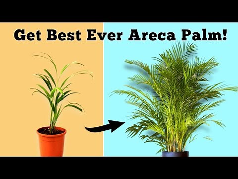 USE THIS To Grow BEST EVER Areca Palm Plant// Areca Palm Care Indoor