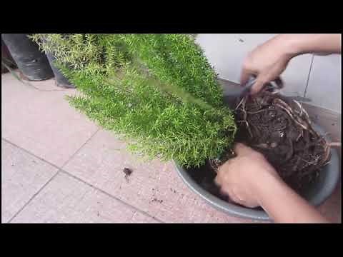 Foxtail Fern - How to Propagate