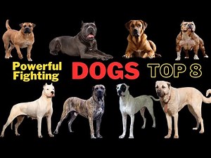 The 8 Most Powerful Fighting Dogs in the World ,how terrifying an attack from a fierce dog can be?