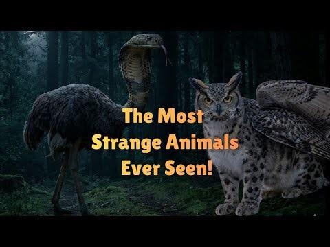 5 Strangest Creatures Ever Discovered on Earth!