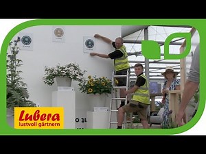 Chelsea Flower Show 2018 - Pflanze des Jahres Hydrangea Runaway Bride