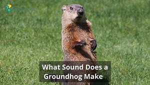 What Sound Does a Groundhog Make?| Surprising Meaning of Different Sounds