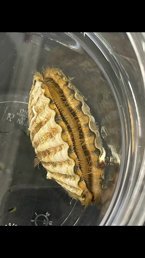 The Bay Scallop Production Cycle Explained!