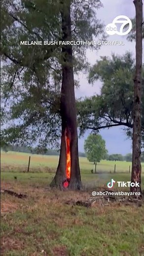 Inside of tree catches fire after lightning strikes in Florida