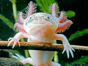 Axolotl (Mexicaanse loopvis) - 11 weetjes over dit vriendelijke beestje - Dierenfun