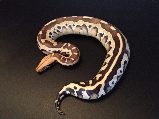 Borneo Short-Tailed Python Care Sheet | Reptiles' Cove