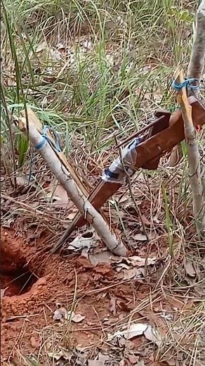 badogue na toca do peba @MineirãocaçadorCal.20 #caçadas #natureza #aventuranaselva #mata #seva