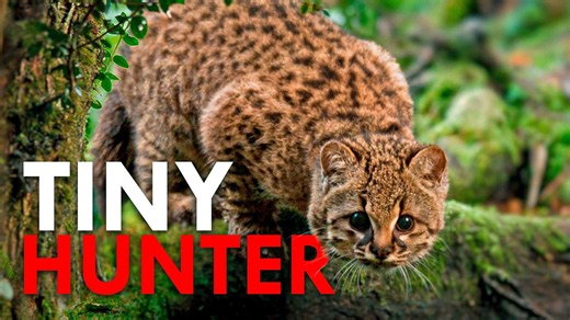 Kodkod: The Shyest Cat in the Americas