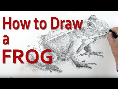 Revealed - How to Draw a Frog in Incredibly Simple Steps