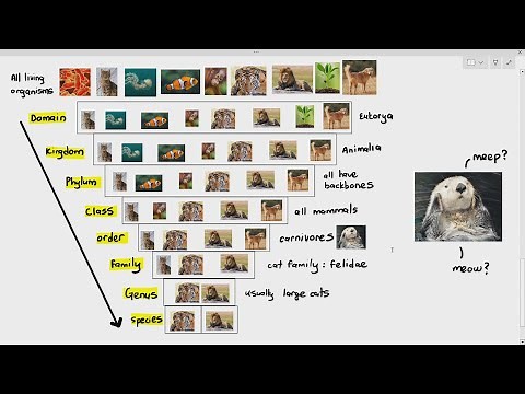 18-5 Hierarchial Classification & Taxonomic Rank (Cambridge AS A Level Biology, 9700)