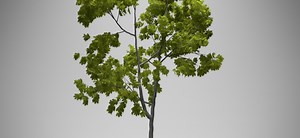 How to Create a Realistic Tree in Blender