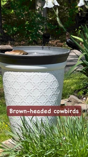 5.1K views · 82 reactions | A female cowbird makes no nest of her own and lays eggs in the nests of other bird species, who then raise the young cowbirds. Cowbirds are North America’s most common brood parasite. | Bird Feeder Hub | Facebook