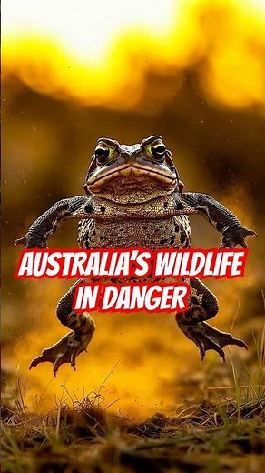 Australia’s Silent Crisis: Cane Toads Could Wipe Out 25 Species