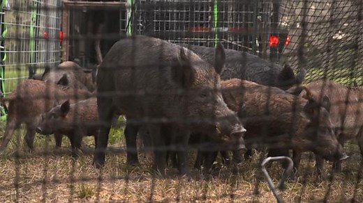 For the past 5 years, feral hogs are overwhelming America’s Texas farmlands