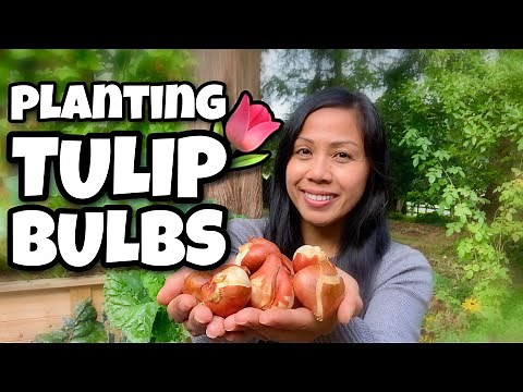 Planting Tulip Bulbs | How To Plant Flower Bulbs