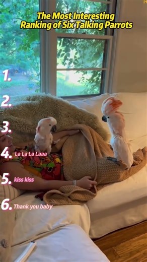 Top 6 Most Interesting Talking Parrots 🦜💬 | Funniest Parrot Personalities Ranked