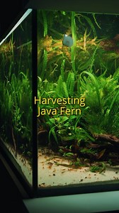 12K views · 1K reactions | Removed a bucket full of Java fern from my customers aquascape which has become overrun with plants. I’ll use the ferns for another project over the weekend and trade the rest off to my local aquarium store for some cool new fish. The tangerine tiger shrimp population has also taken off in this aquarium. I’m over the moon on how well this aquarium is going. #aquascape #plantedtank #natureaquarium #shrimptank | Qball Aquatics | Facebook