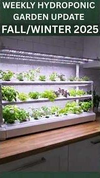 Part II 💧4 Week Hydroponics Update: Fall/Winter 2025 Grow Season 🌱