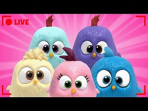 🔴 LIVE Hatchling Hatchites Mania!