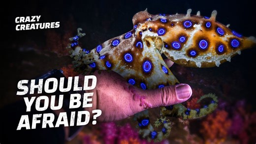 The Blue-Ringed Octopus: Tiny but Deadly