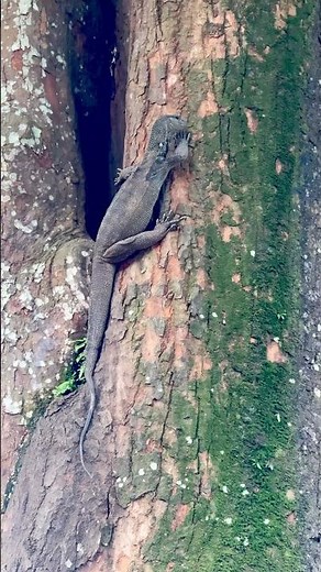 Giant Water Monitor Lizard Climbs a Tree at Singapore Botanic Gardens