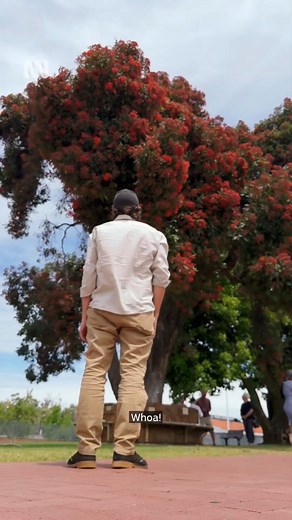54K views · 876 reactions | Have you noticed these trees flowering? ❤️ Corymbia ficifolia, commonly known as the red flowering gum, is one of the most spectacular flowering trees in Australia.  Anthony Pancia via ABC South West. #ABCAustralia #GumTree #RedFloweringGum #Tree #Trees #GumTrees #HomeAmongTheGumTrees #Plant #Plants #SouthWestWA #WesternAustralia #Flora #Eucalyptus #CorymbiaFicifolia | Gardening Australia | Facebook